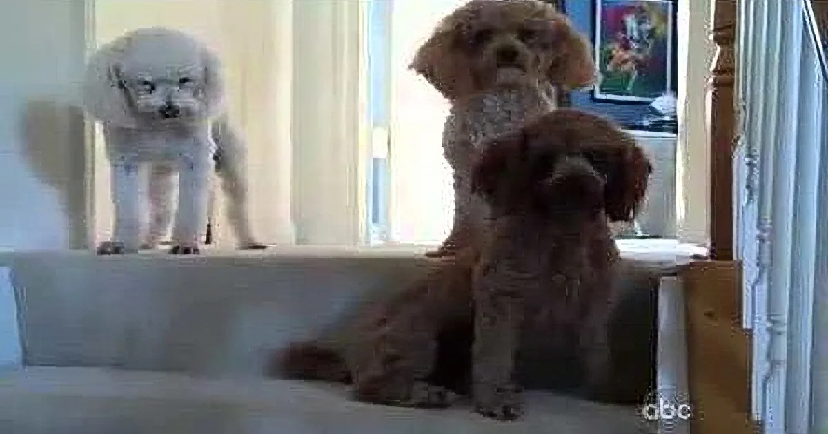 Two small dogs, one white and one brown, are sitting on a white surface, looking down.