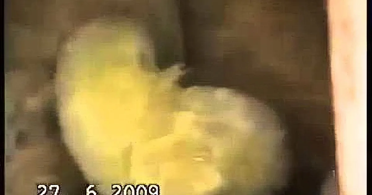 When This Dog Approaches a Helpless Chick, I Never Thought He Was Going to Do This! OMG!