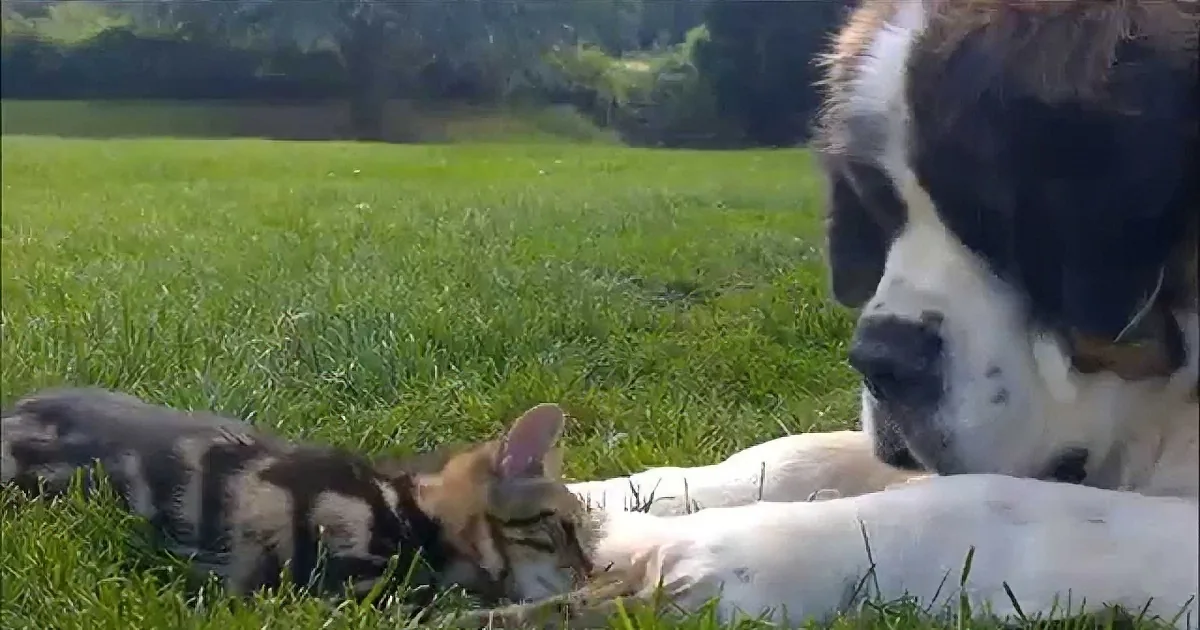 Mom Left Her Dog and Cat in the Garden. When She Came Back, She Saw Them Doing This Together!