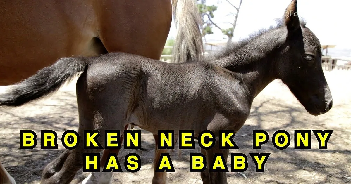 That Disfigured Pony Was About to Be Euthanized, Until This Woman Stepped in and Did This! Wow!