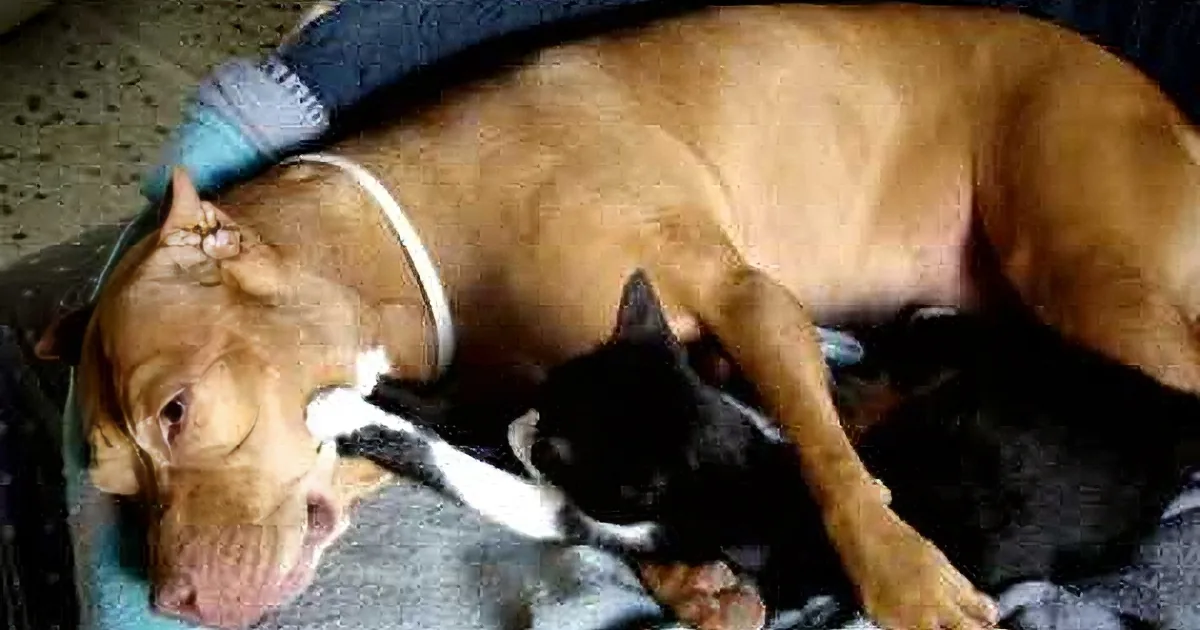 A brown dog and a black-and-white kitten are cuddling together on a blue blanket.