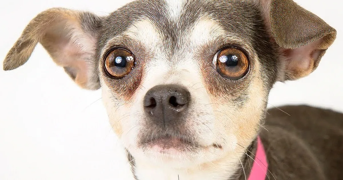 A close-up of a small dog with brown eyes and a mix of gray and white fur.