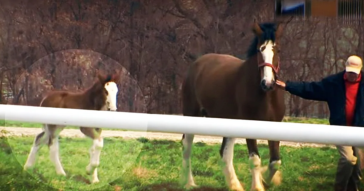 A person pets a brown horse while a foal walks nearby in a grassy area.
