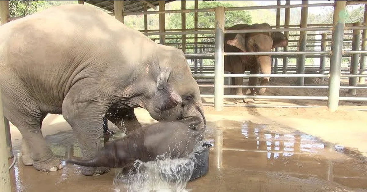 Tiny Baby Elephant Loves Baths. Wait Till You See What Happens When Mama Comes Along! LOL!