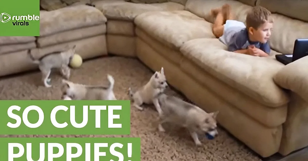 She Was Filming Those Energetic Puppies. When They See That Toddler? I Can''t Stop Laughing!