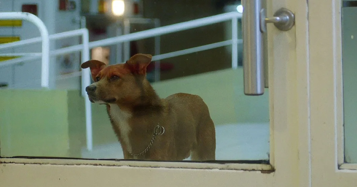 His Owner Suddenly Had a Heart Attack. but What the Dog Did Then? Unbelievable!