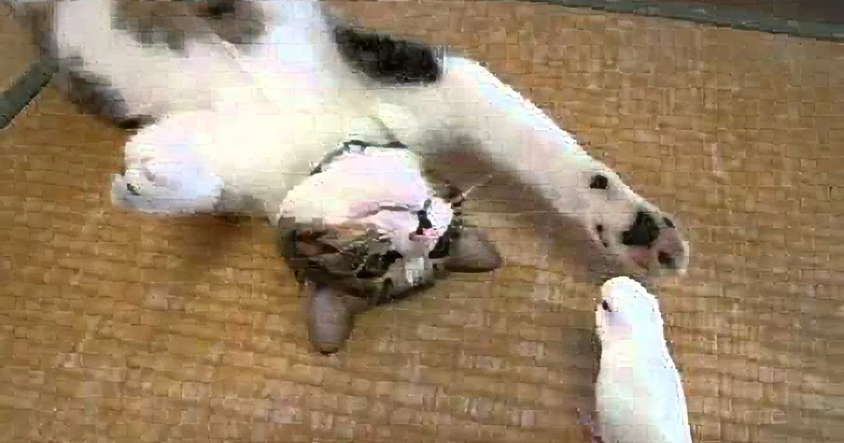 Bird Kisses His Cat Friend. I Was Shocked When I Saw How the Cat Reacted in Return! OMG!
