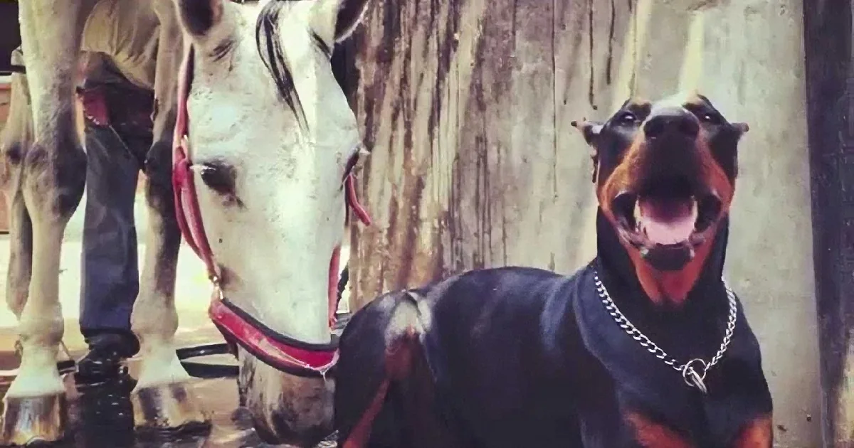 Doberman Tried to Rein in That Big Horse. What the Horse Did in Return? You''ll Be Shocked!