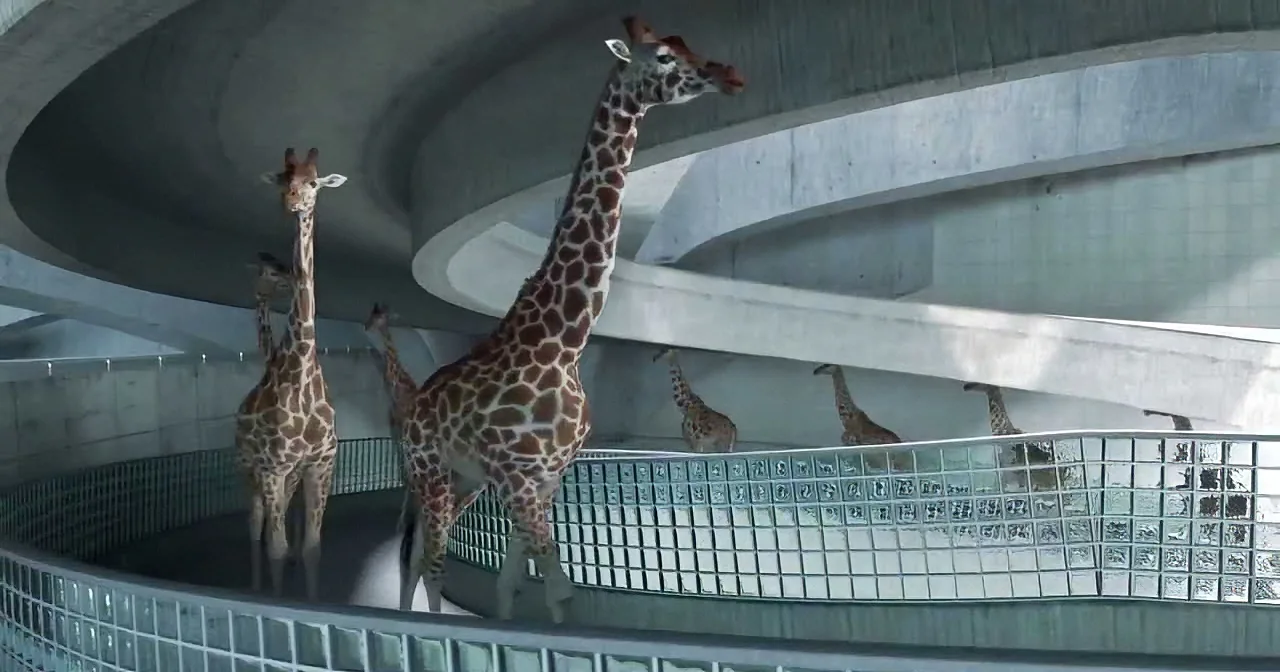 Giraffes are climbing up a spiral staircase in a modern building.