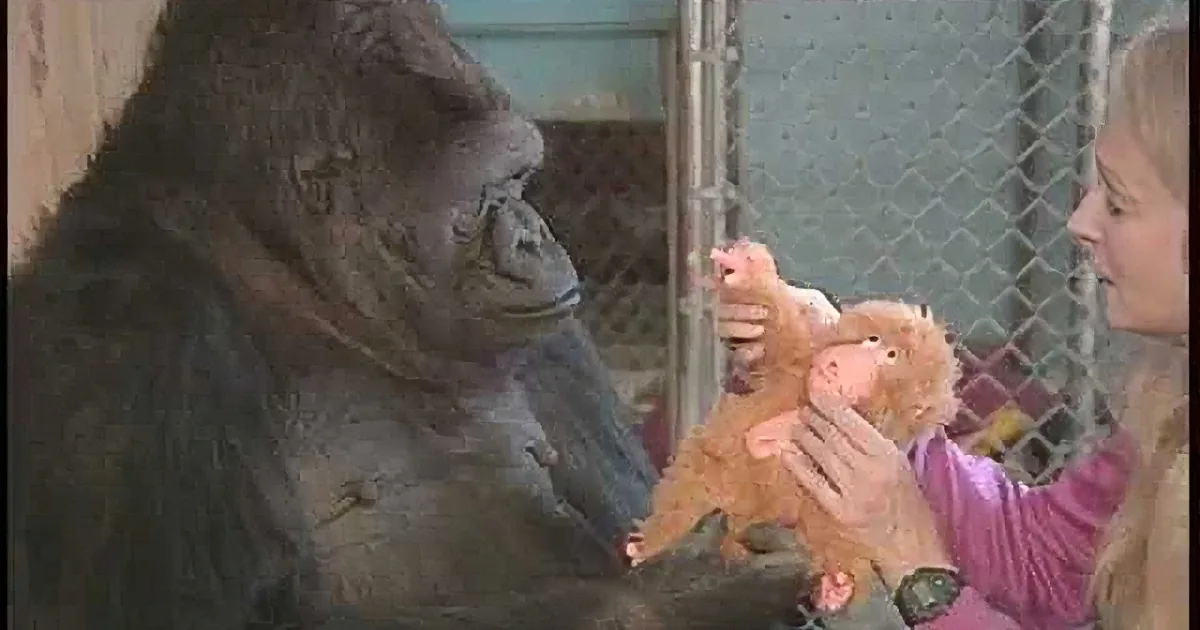 This Gorilla Wanted a Baby. When Her Trainer Gave Her the Stuffed Toy Instead? I''m Moved!