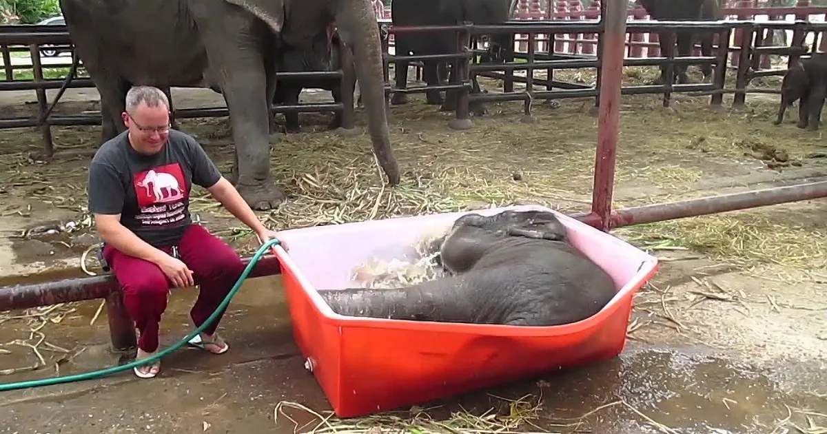 They Were Giving This Baby Elephant a Bath. None of Them Ever Expected to See This Happen...LOL