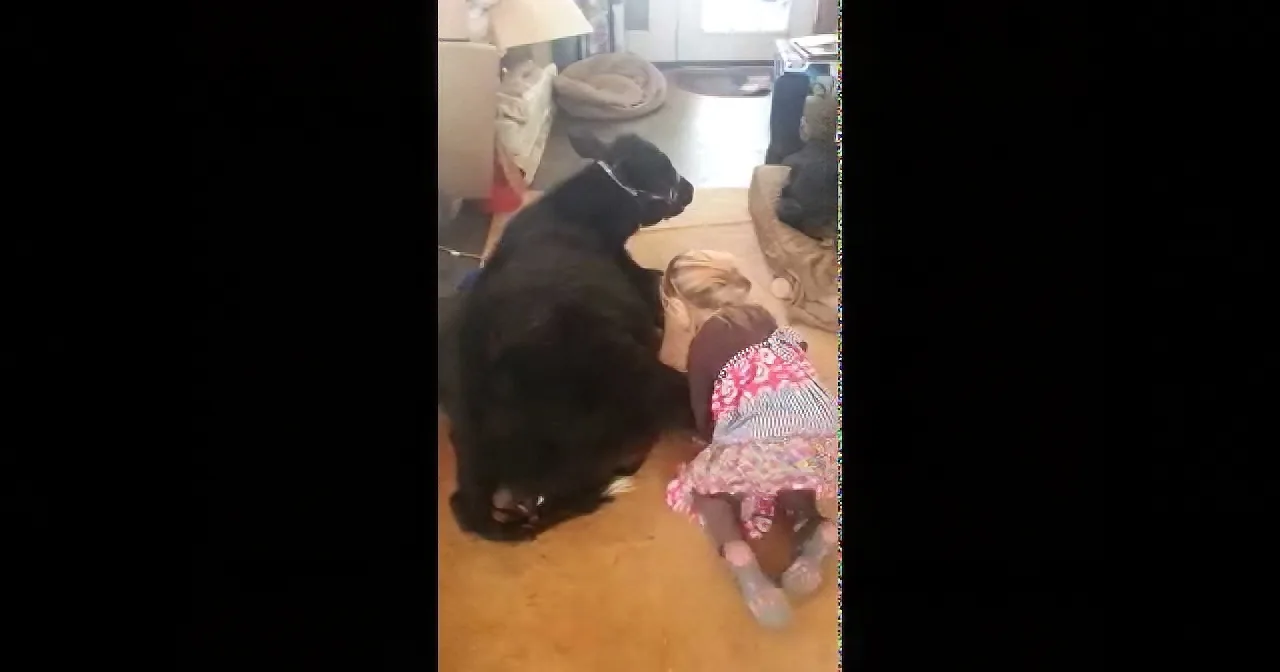 Mom Is Angry When She Let a Cow Inside the House. but This Little Girl''s Reply Cracked Her Up!