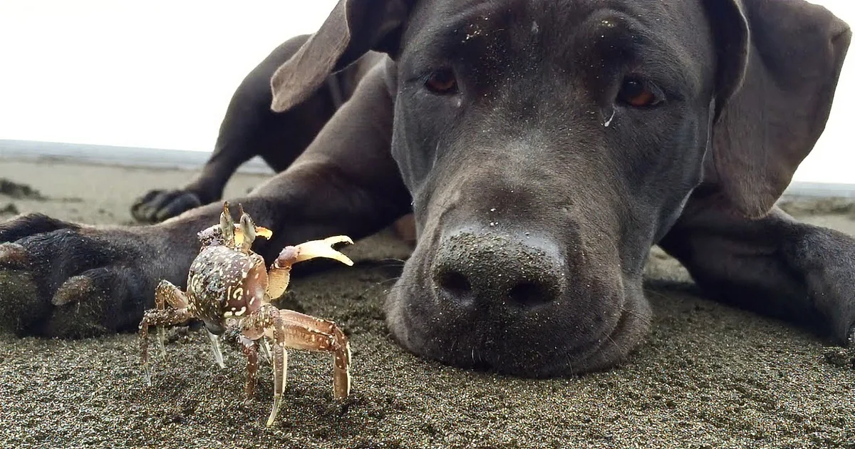 This Dog Dug a Hole at the Beach. What Came out of It? Whoa... Creepy!