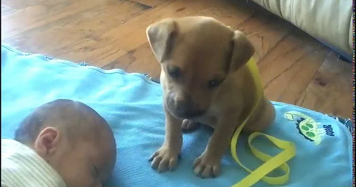 Mom Grabbed the Camera When She Saw Her Dog Doing This to Her Baby. Now Look What the Camera Caught!
