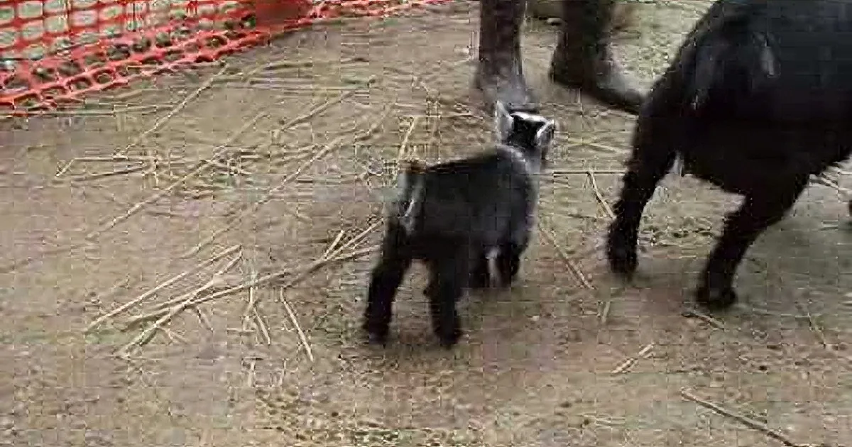 A small black animal, possibly a raccoon, stands on a dirt ground with a larger animal nearby, surrounded by a red...