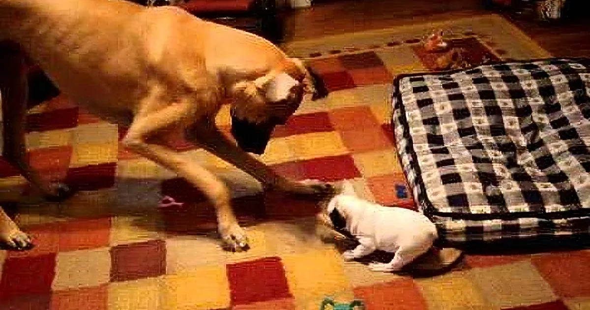 They Introduced This Tiny Puppy to a Great Dane. Never Did They Imagine Seeing This...Hilarious