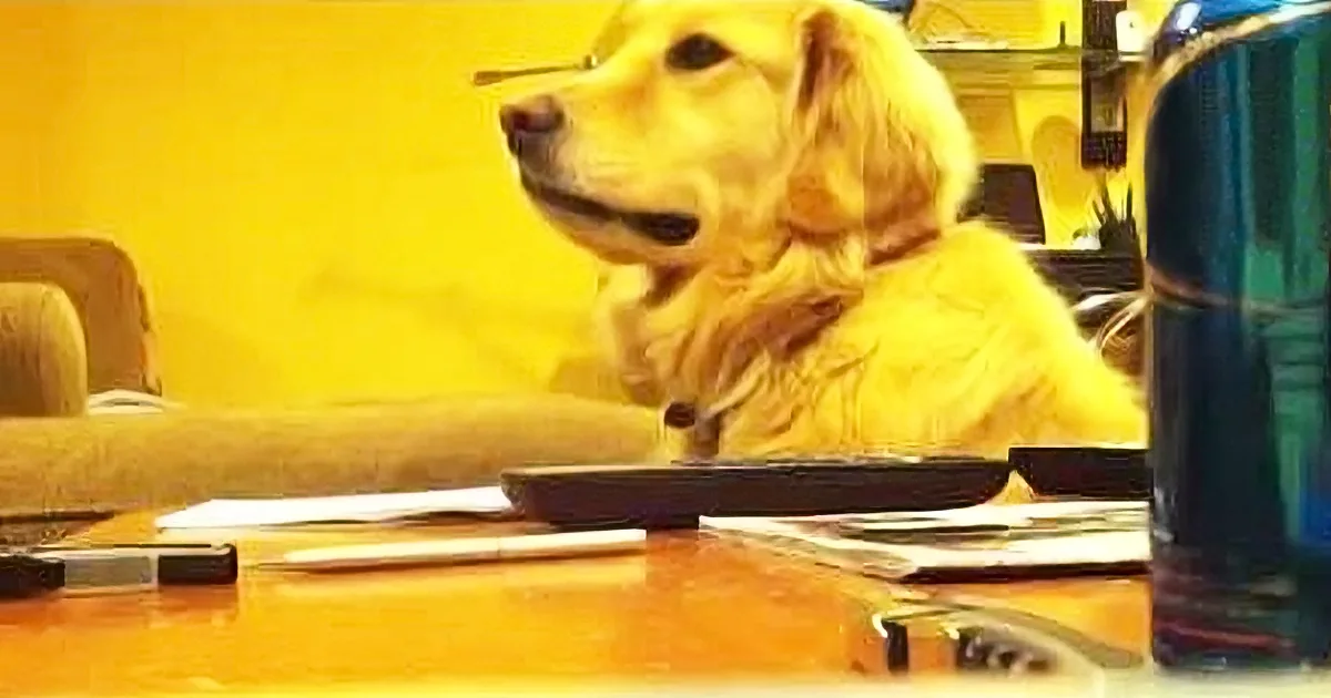 A golden retriever sits at a desk with papers, a calculator, and a pen, looking to the side.