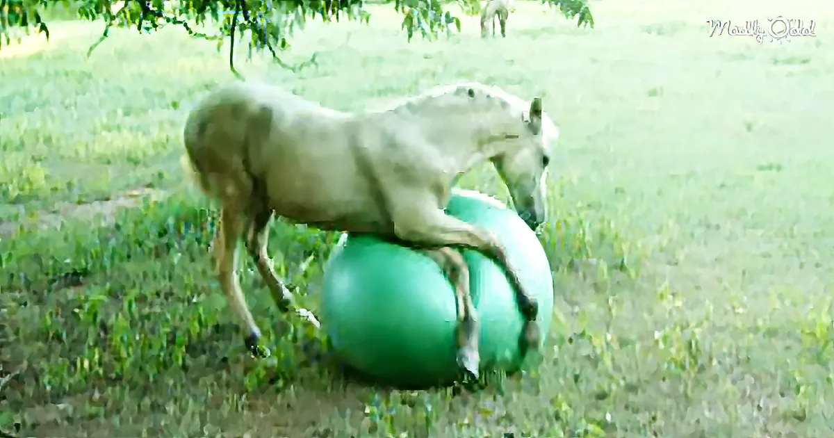 Cruz the Colt Is Having a Ball!