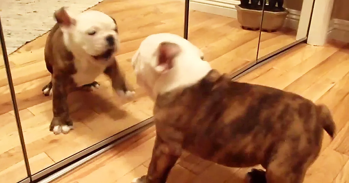 A bulldog stands on a wooden floor, looking at its reflection in a mirror.