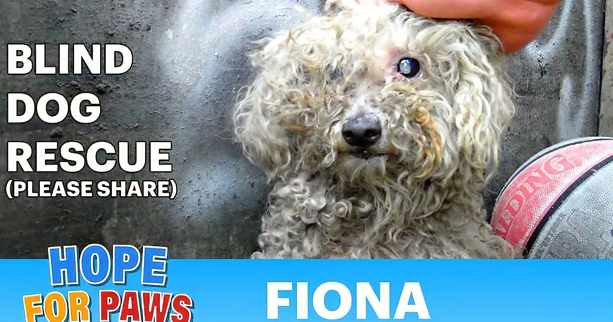 This Abandoned Blind Dog Was Scared All Her Life. What Happened Next? You Won''t Stop Crying!