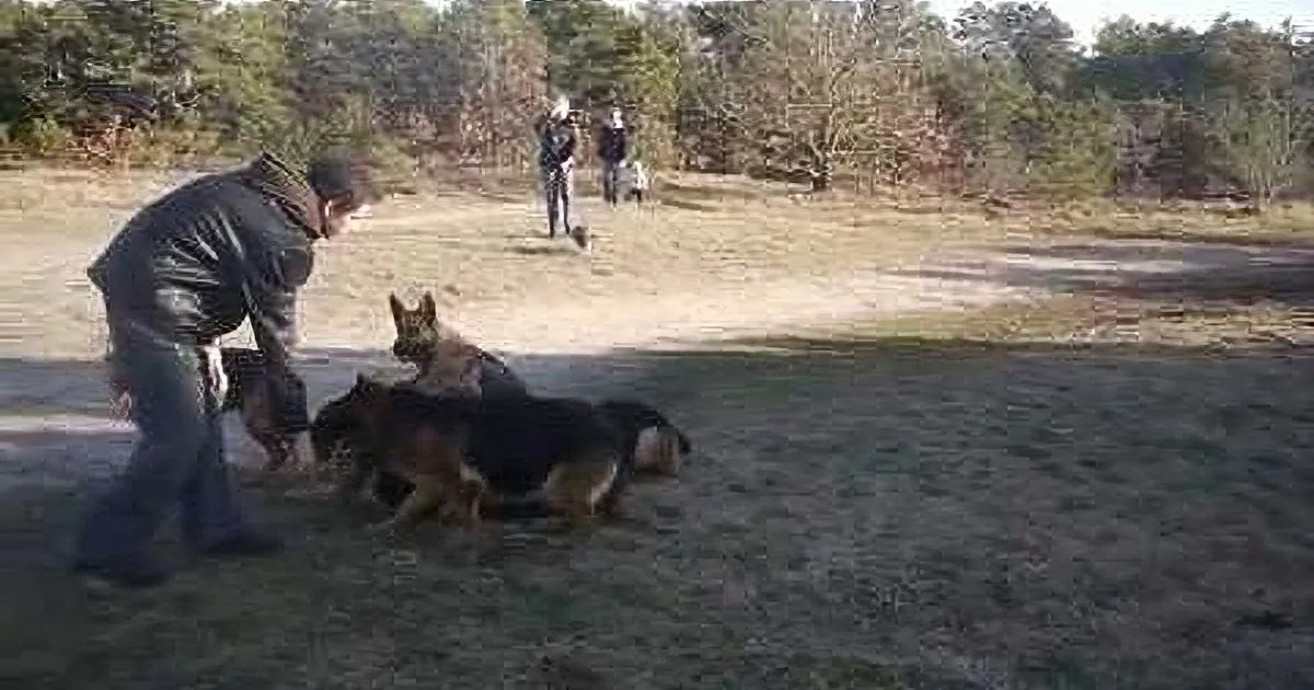 A man interacts with two German Shepherds in an outdoor setting, with other people and trees in the background.