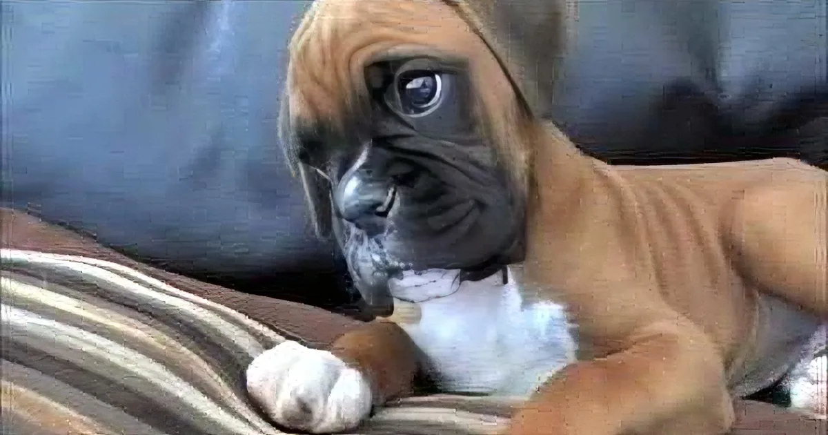 A curious Boxer puppy with a brown coat and white markings is lying on a striped blanket, looking directly at the camera.