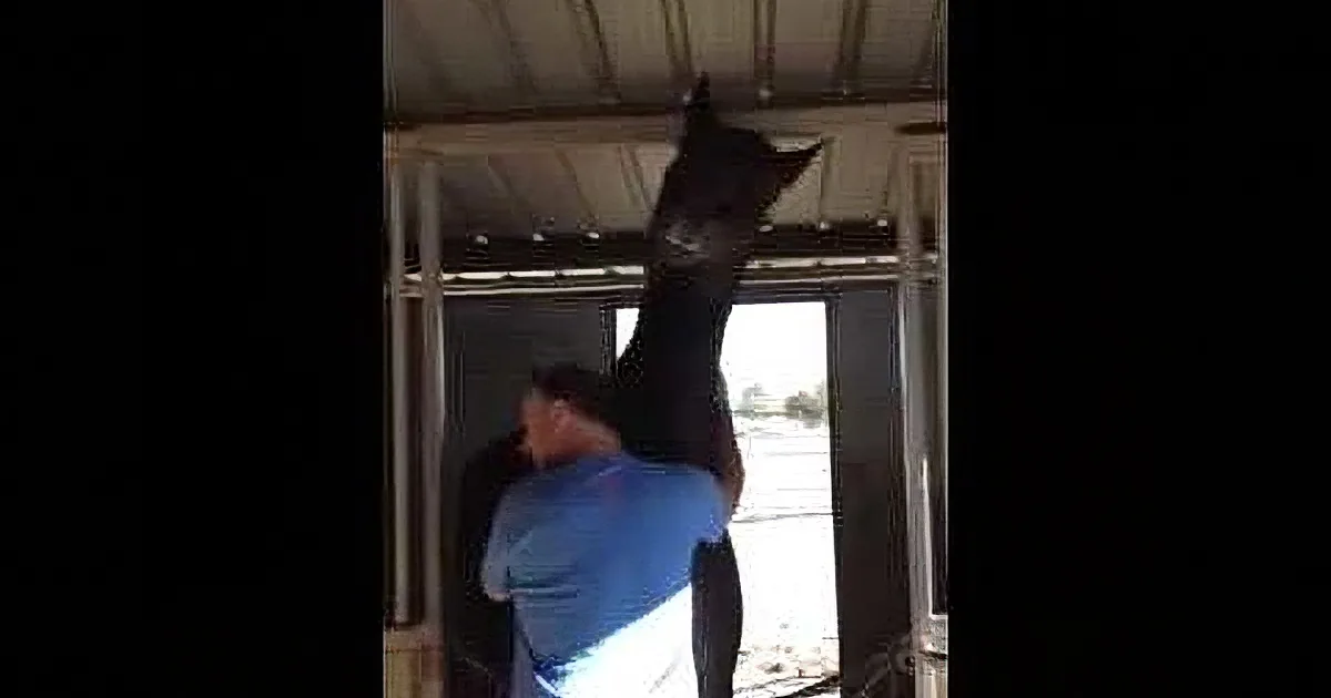 This Poor Man Was Trying to Leave the Barn... How the Horse Reacts? Everyone Burst out Laughing!