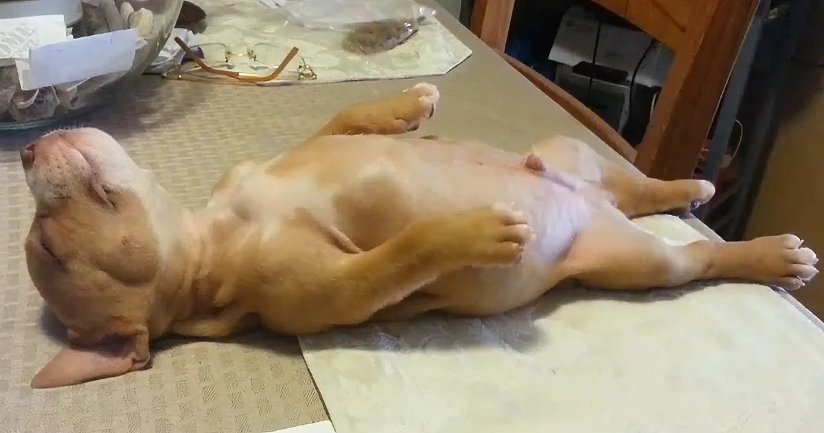 A person gently pets a small, light brown puppy lying on its back on a table.