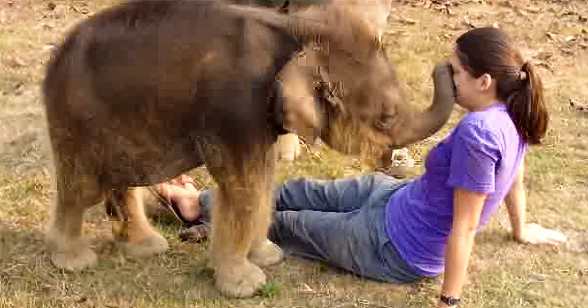A Baby Elephant Walks up to Her, but What Followed Left Me Rolling on the Floor!
