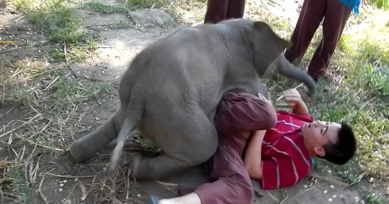 I Thought He Was Being Attacked by That Elephant. the Truth? OMG!
