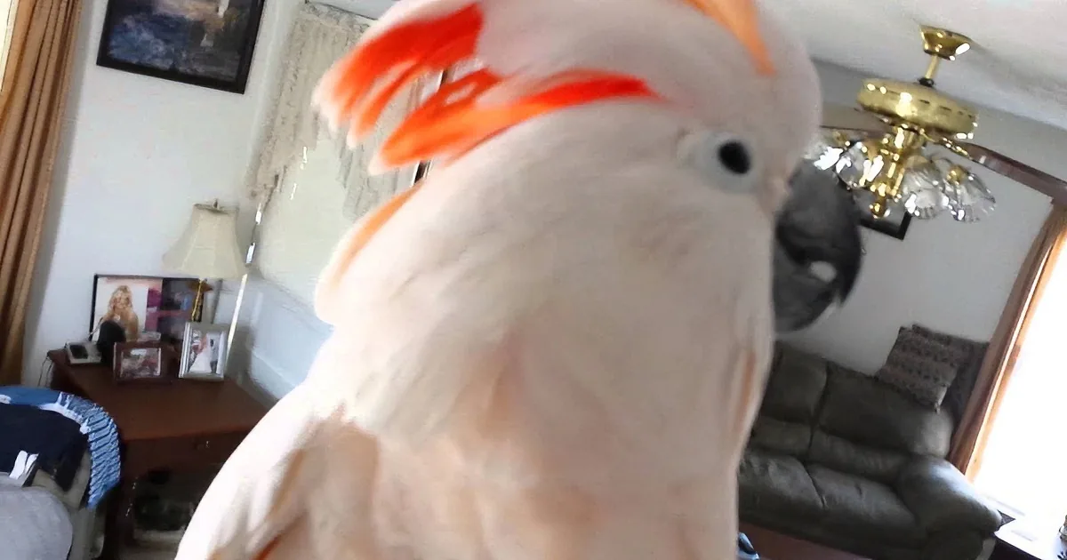 This Cockatoo Is Going to the Vet Again. but How He Reacts to It? This Will Leave You Floored!