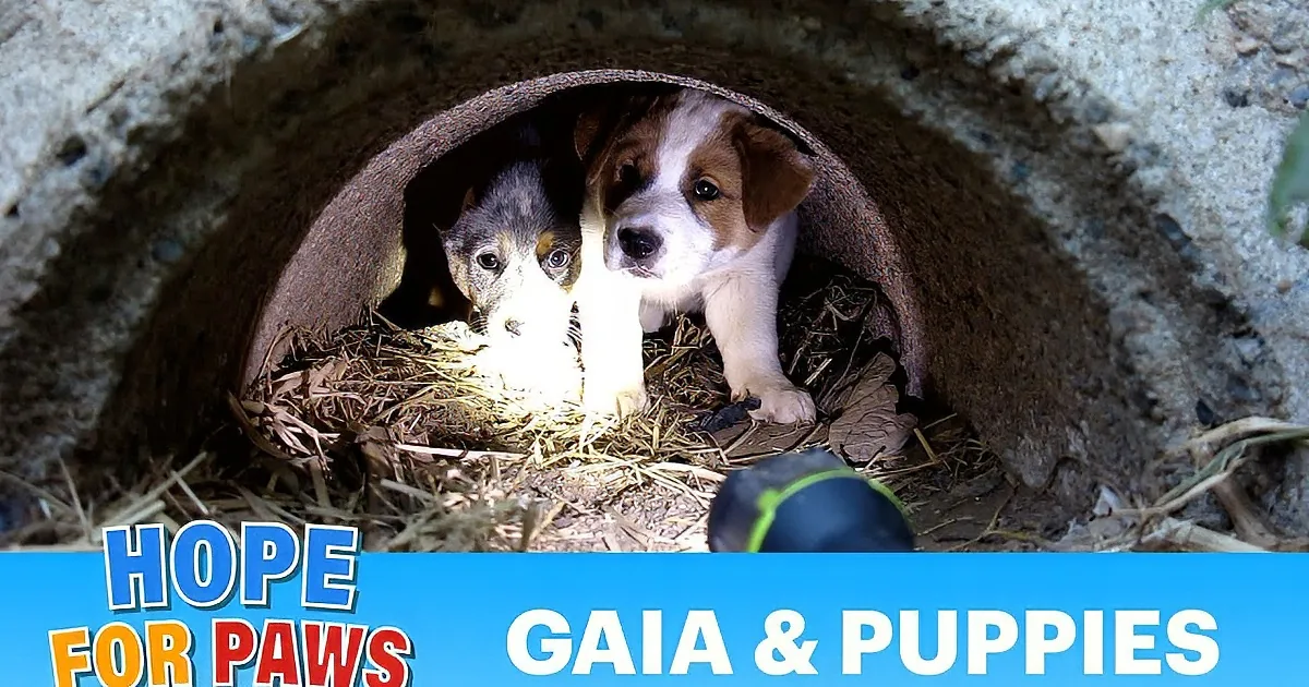 Three adorable puppies, Gabriella, Sydney, and Matilda, are being held and shown in a collage.