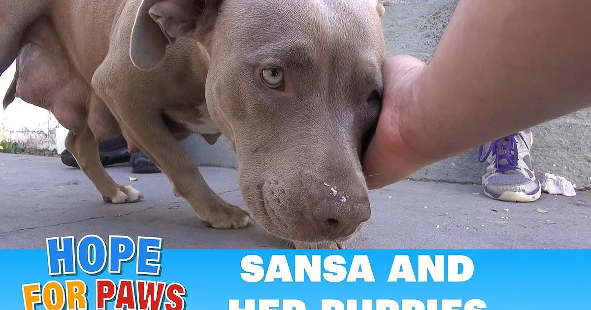 Homeless Pit Bull Gave Birth to Her Pups Under a House. Watch How These Rescuers Saved Them!