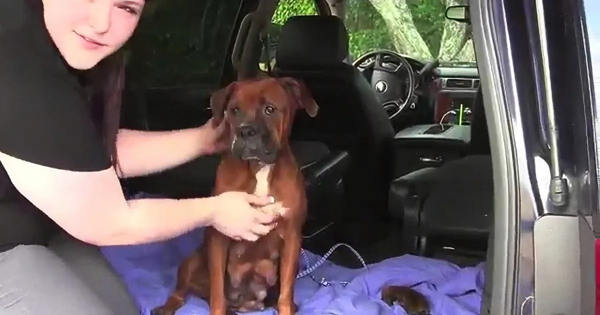 A woman pets a brown Boxer puppy sitting in a car with a blue blanket.