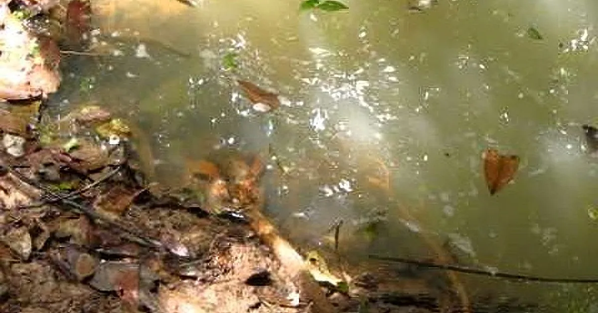 A murky water body with floating debris and a partially submerged object resembling a log or branch.