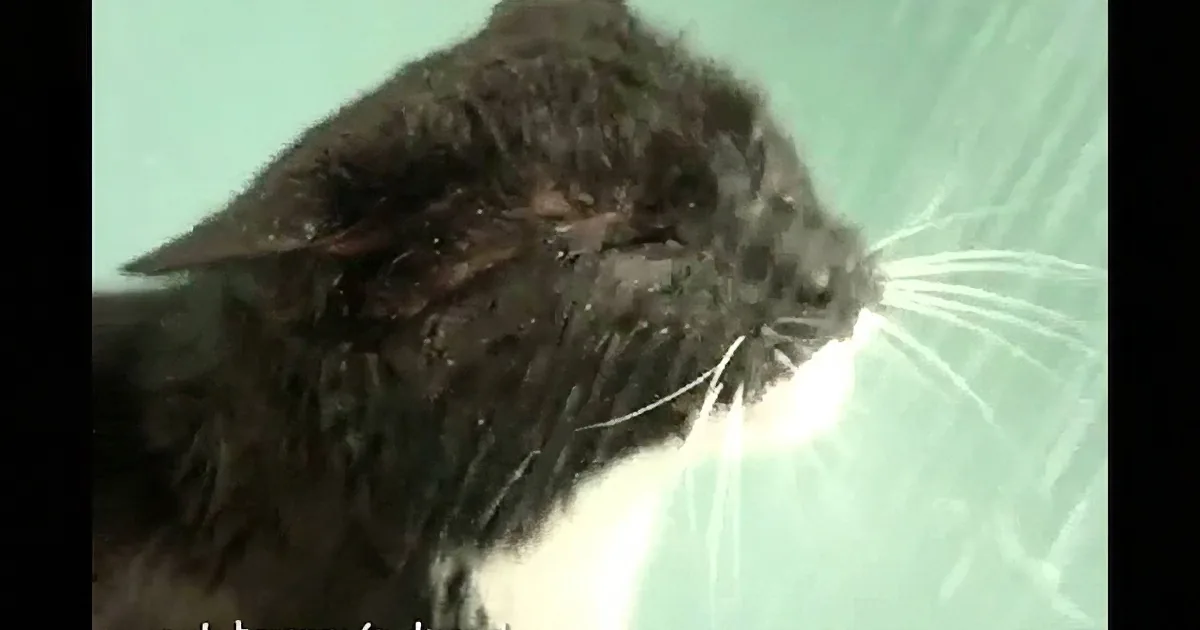 A wet black and white cat with a sad expression, possibly after a bath.