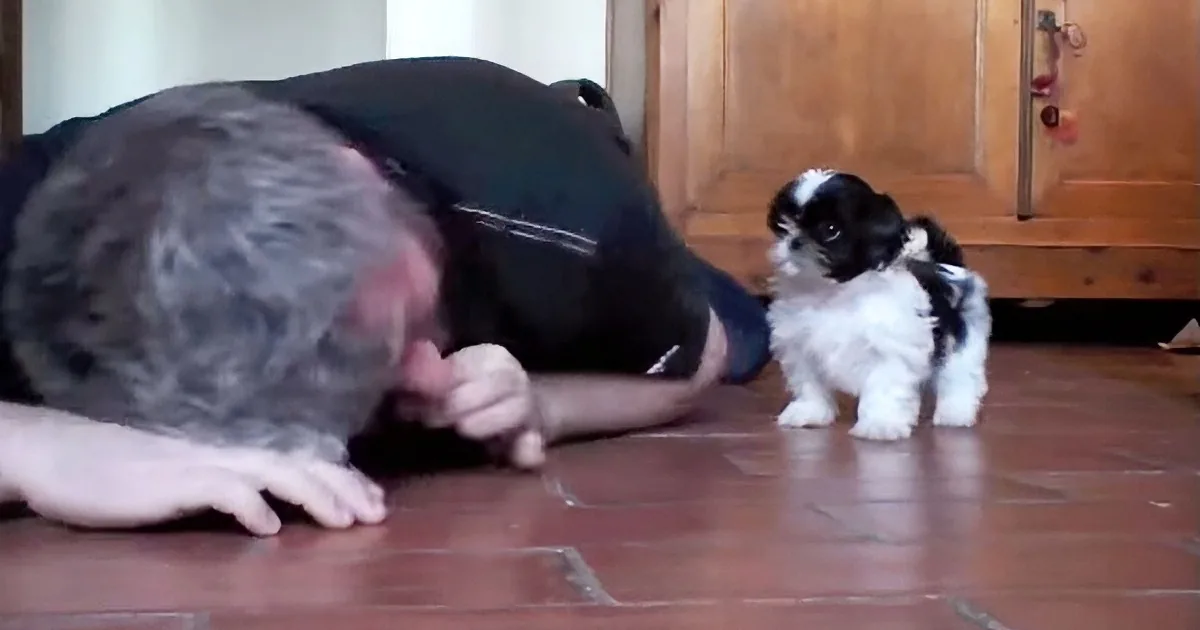 Man Drops Down to the Floor With His Puppy. Get Ready to See Their Amazing Interaction