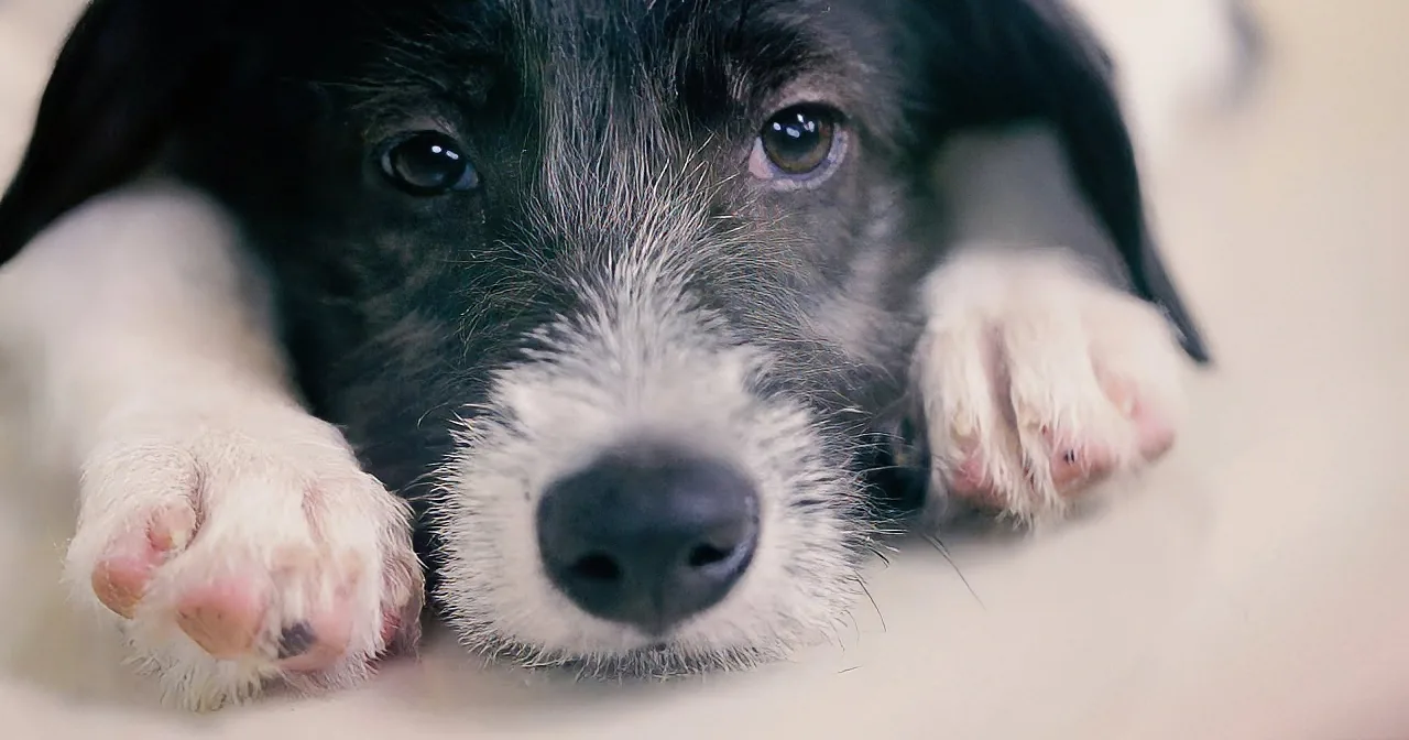 Hidden Camera Shows Customers Shocked and Confused at Pet Store