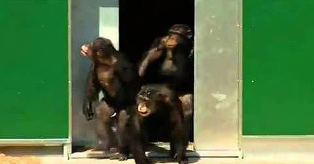 Three chimpanzees are seen in a zoo enclosure, with one climbing and two sitting, surrounded by green walls and a sandy...
