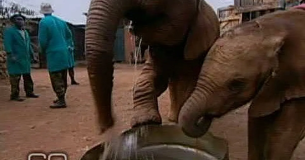 A baby elephant drinks water from a container as two people in blue stand nearby.