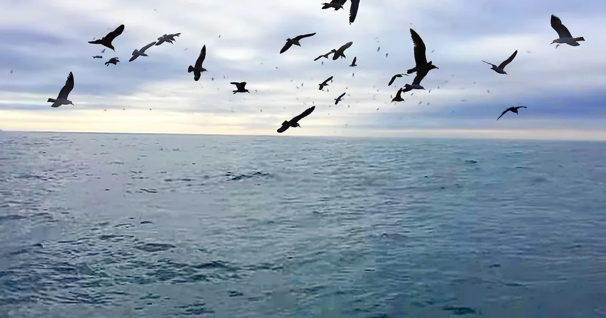 He Was Filming Seagulls, When This Leaps out of the Water? He Can''t Stop Screaming... OMG!