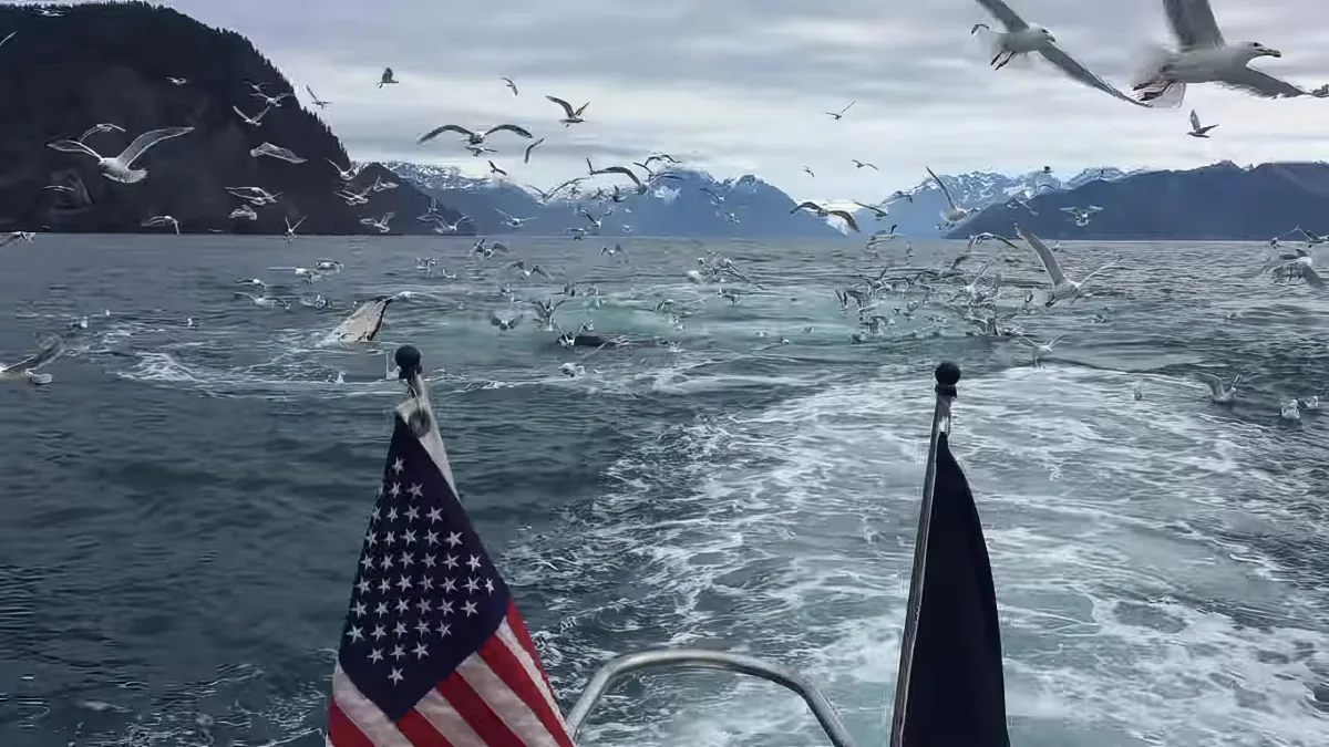 A whale breaches the ocean, surrounded by seagulls, with an American flag and another flag on a boat in the foreground.