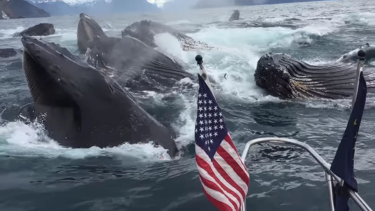 Whales breach the ocean near a boat adorned with American and Alaska flags.