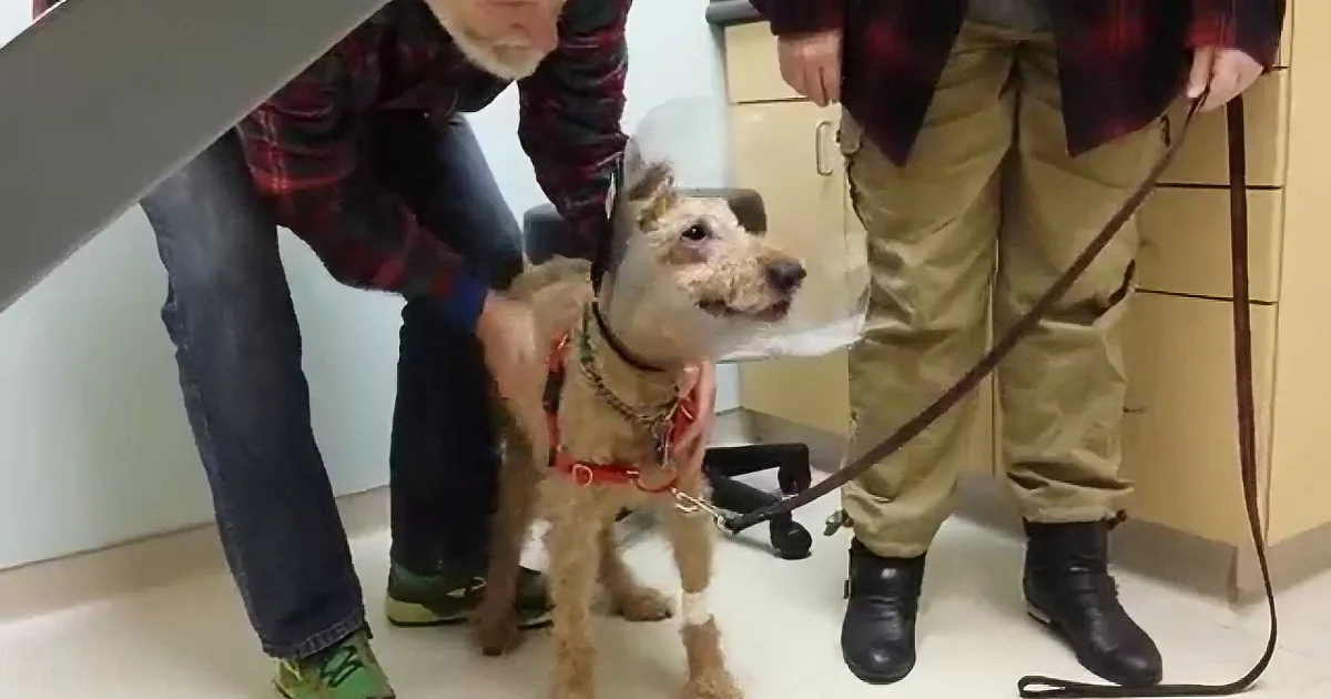 A dog with a red collar is being held by a person in a plaid shirt and jeans, with another person in khaki pants and...