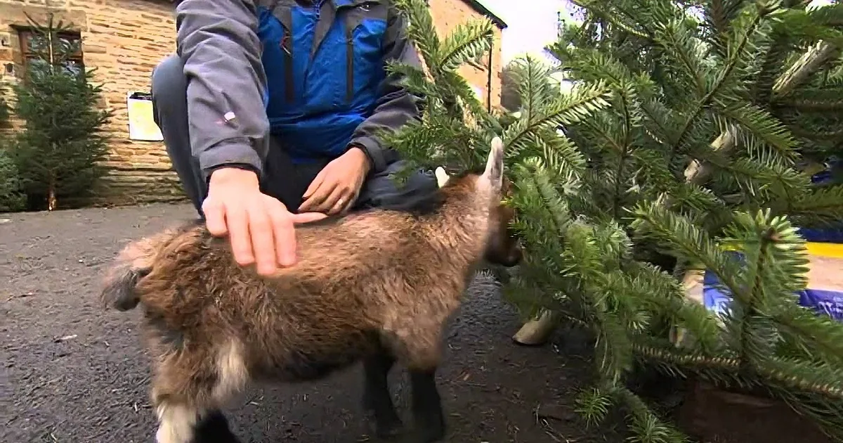 This Baby Goat Was Deserted by His Mama. What Happened? This Will Keep You Shocked and Smiling!