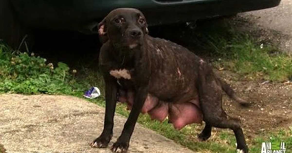 A Cruel Person Separated This Mama Dog From Her Puppies. Then? You Won''t Believe This!