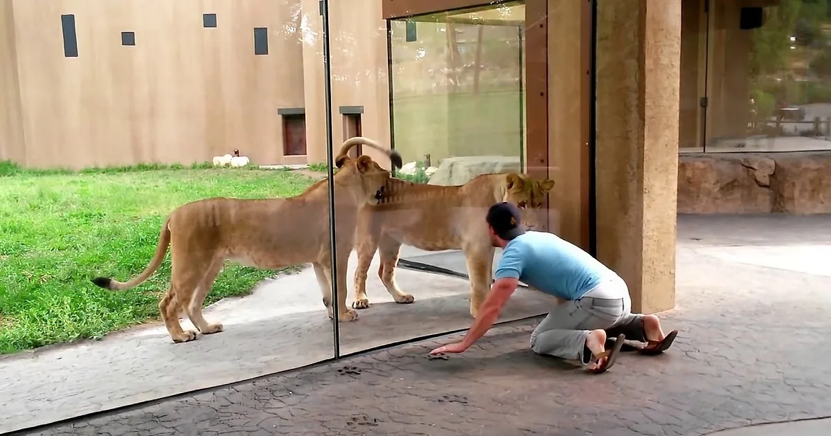 Two lions stand near a glass barrier as a man lies on the ground, appearing to mimic a lion's pose.