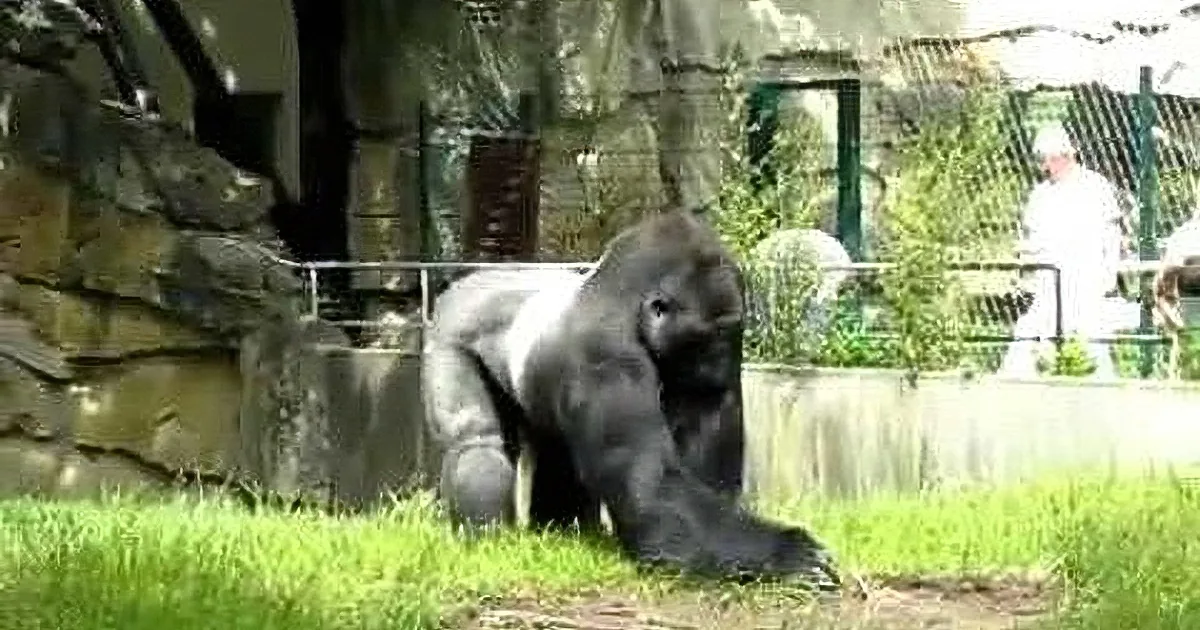 They Were Cleaning This Gorilla''s Pen. Then This Happened. I Can''t Stop Laughing!