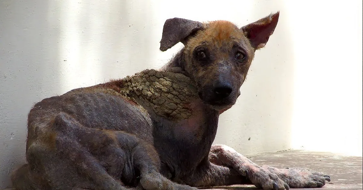 This Poor Dog Was Nearly Dead on the Streets From Mange. but Wait Till You See What Happens Next...OMG!