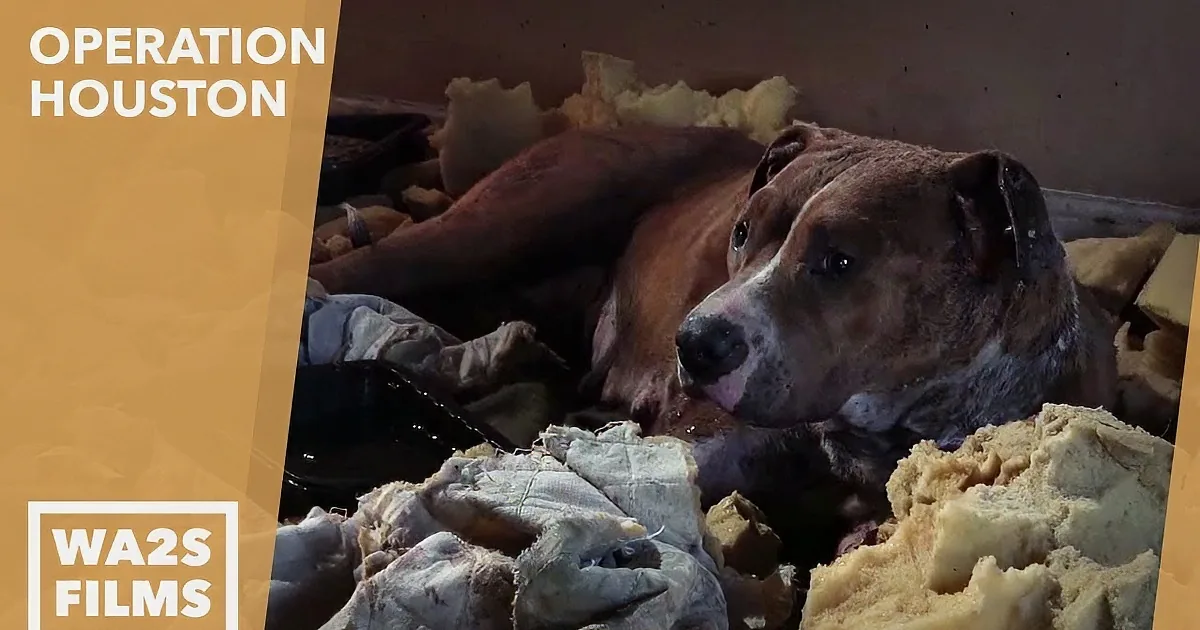 They Used Her for Dog Fighting & Left Her for Dead... When This Happened? I Can''t Stop My Tears!